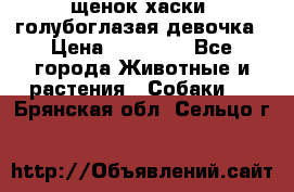 щенок хаски  голубоглазая девочка › Цена ­ 12 000 - Все города Животные и растения » Собаки   . Брянская обл.,Сельцо г.